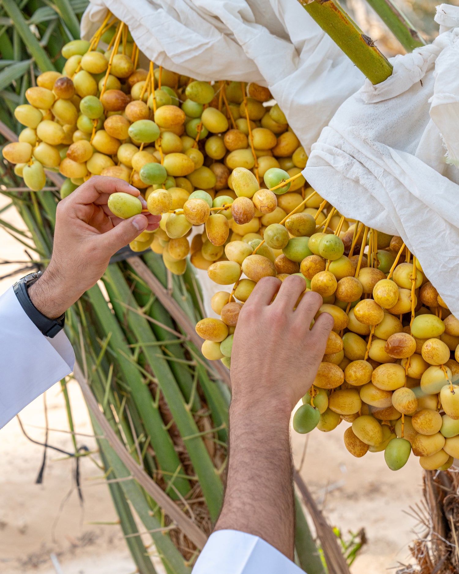 Desert Summer Harvest